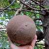 Nagalingam/Cannonball, seed pod