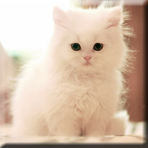 Cute Kittens Live Wallpaper.apk 1.0.0