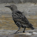 Common Starling ( Juvenile moulting )
