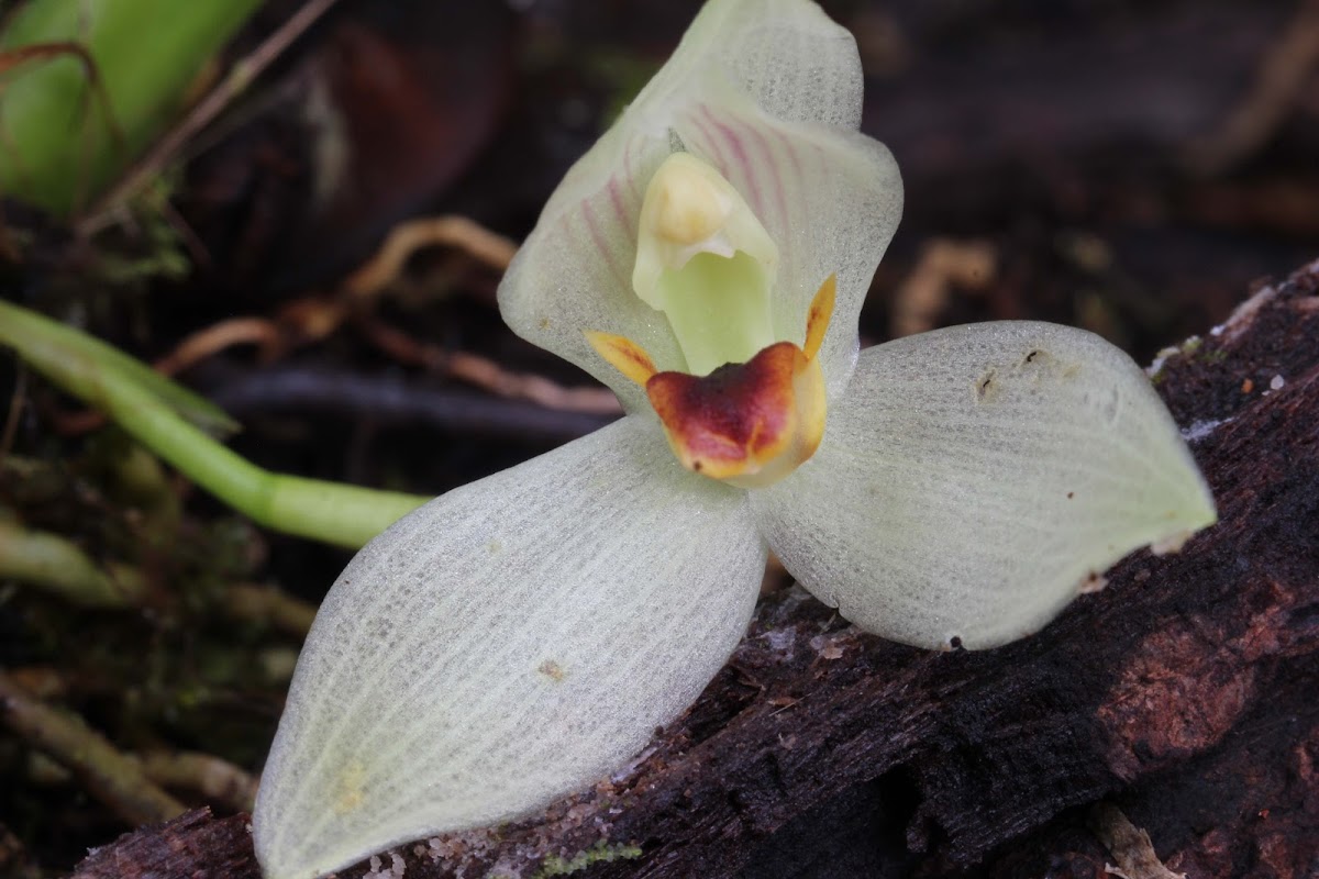 Maxillaria