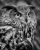 Eurasian Eagle Owl by Ron Meyers - Black & White Animals