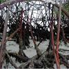 Manglar rojo. Red mangrove