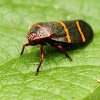 Two-lined spittlebug