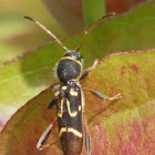 Longhorned Beetle