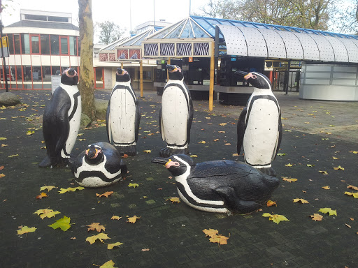 Pinguïns in the Zoo