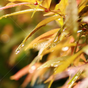 Fresh Morning after the Rain by Agus Wibowo BlackStyle - Nature Up Close Leaves & Grasses