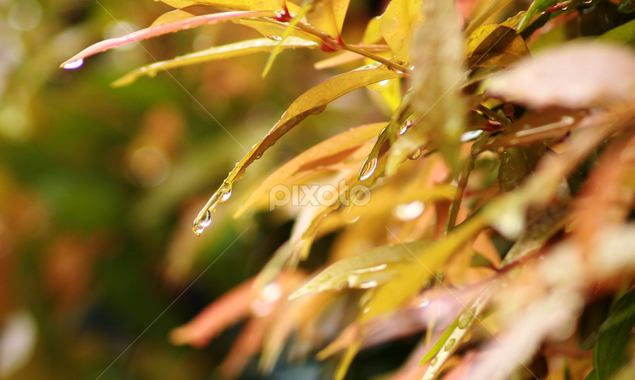 Fresh Morning after the Rain by Agus Wibowo BlackStyle - Nature Up Close Leaves & Grasses