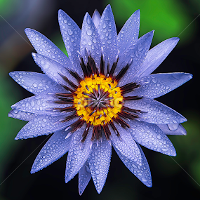 by Asher Jr Salvan - Flowers Flowers 2011-2013