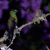 Green-crowned brilliant (male)