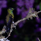 Green-crowned brilliant (male)