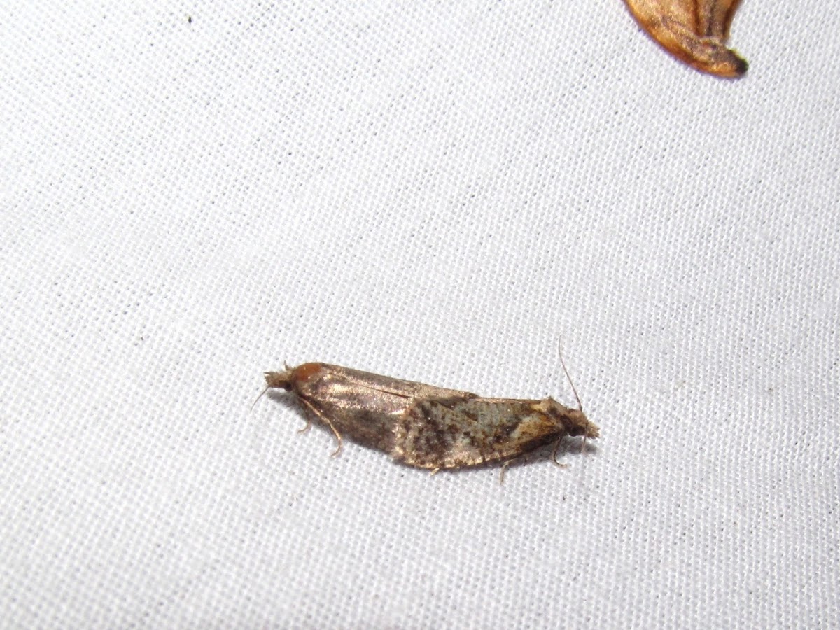 Tortricid moth