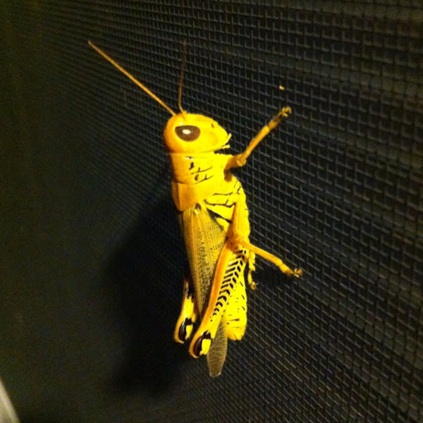 Differential Project Noah