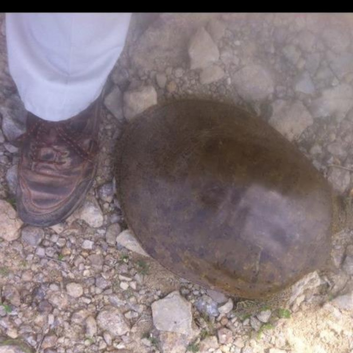 Softshell turtle