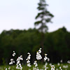 Slender cottongrass