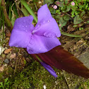 Purple bromelia