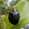 Tortoise Beetle.