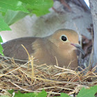 Mourning Dove