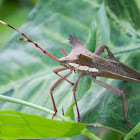 Leaf-Footed Bug