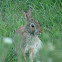 Eastern Cottontail