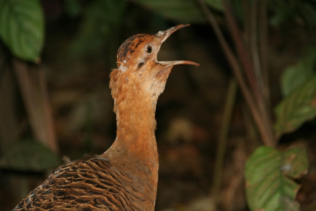 Red-winged Tinamou