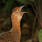 Red-winged Tinamou