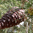 Turkish Pine