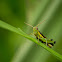 Chinese Rice Grasshopper