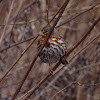 Red Fox Sparrow