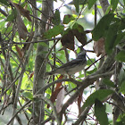 Blackpoll warbler