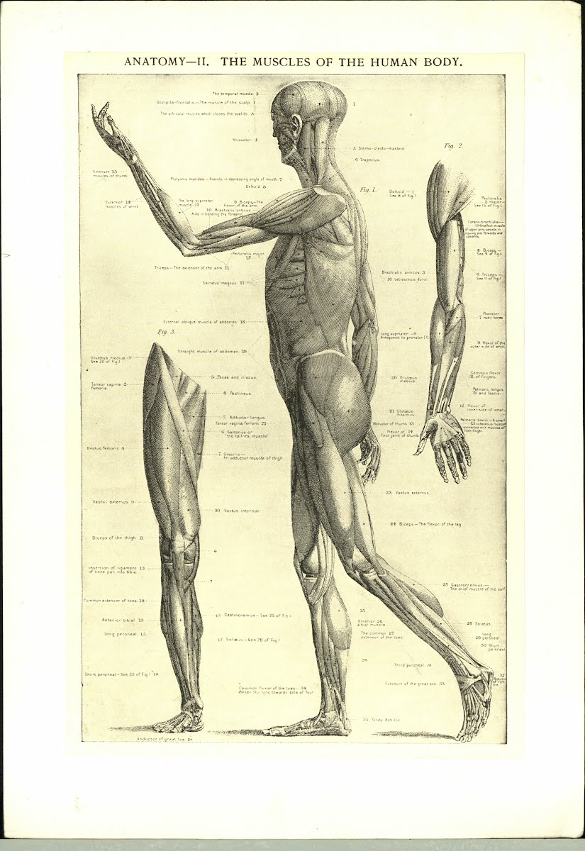 Anatomy — Google Arts & Culture