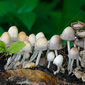 by Ronald Wahyudi - Nature Up Close Mushrooms & Fungi