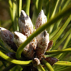 European Black Pine, shoots