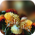Autumn Flowers Live Wallpaper1.0.7
