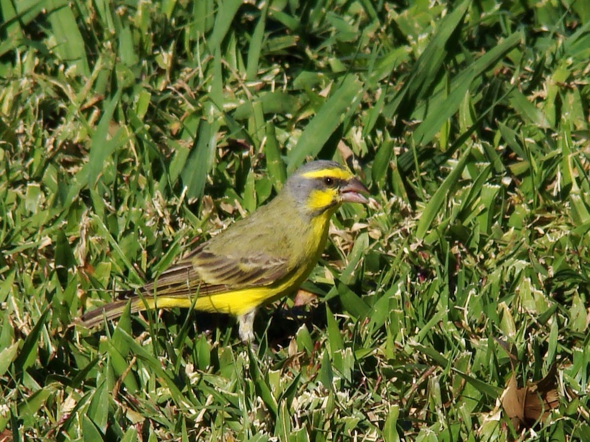 Yellow-fronted Canary (Male)