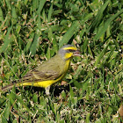 Yellow-fronted Canary (Male)