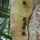 Long-nosed bats