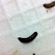 Pupa of black soldier fly