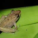 Frog (juvenile)