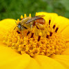 Oil Bee