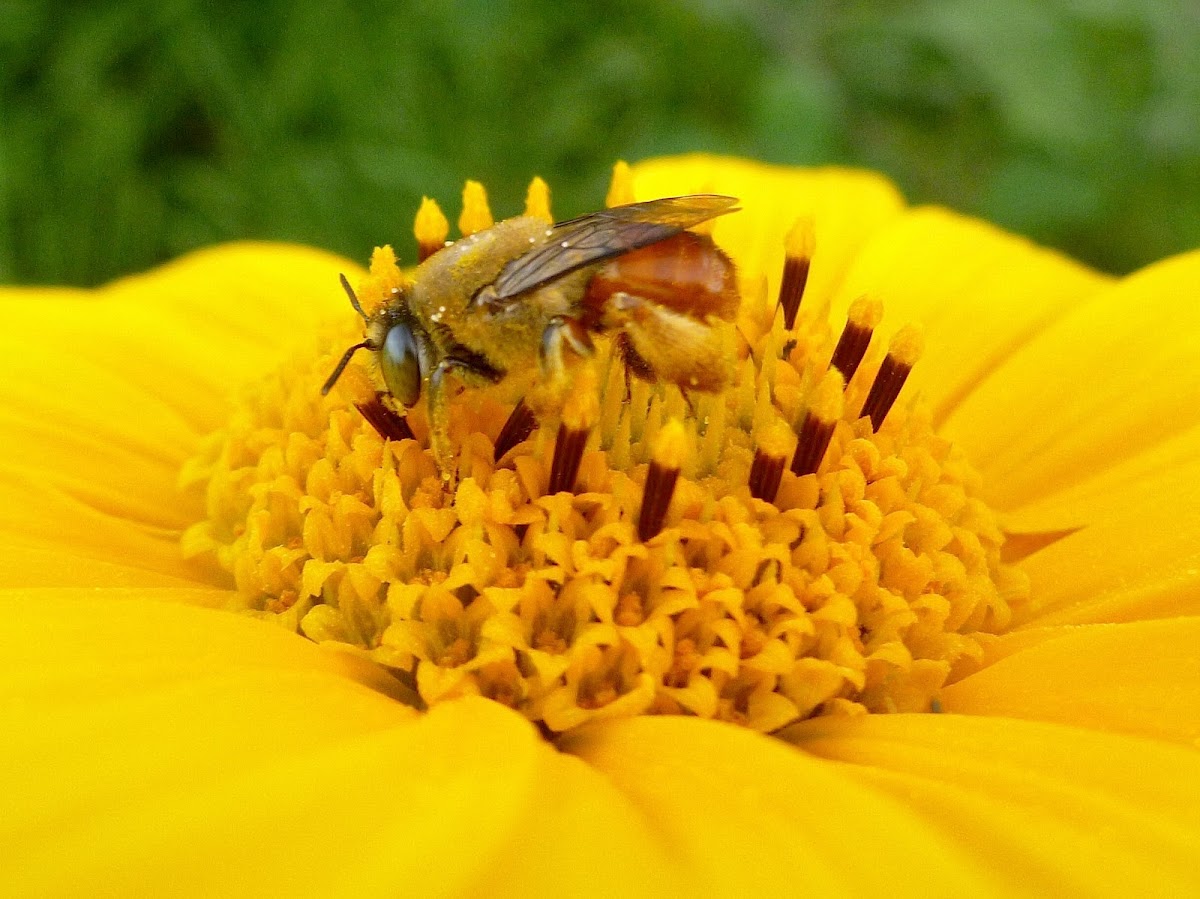 Oil Bee