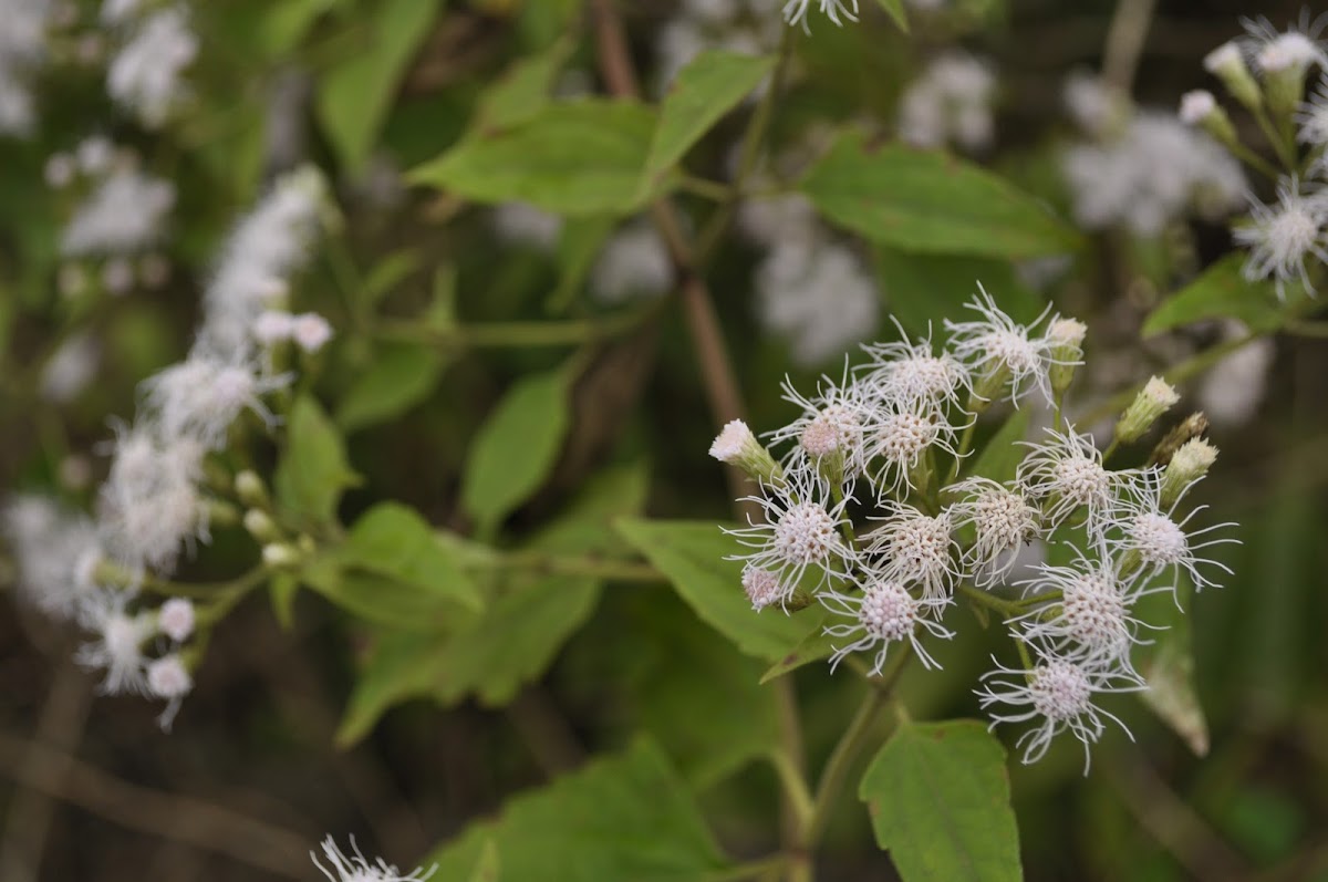 Fragrant Eupatorium Herb