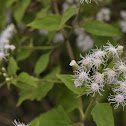 Fragrant Eupatorium Herb