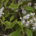 Fragrant Eupatorium Herb