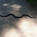 Eastern black snake