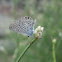 Mariposa azul de Galápagos. Ramon's Blue Butterfly