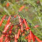 Eastern Pondhawk       female