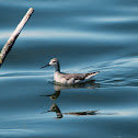 Red-necked Phalarope