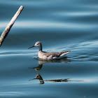 Red-necked Phalarope