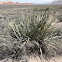Mojave Century Plant