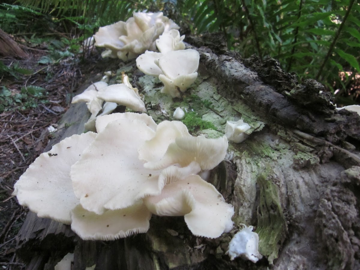 Oyster mushroom